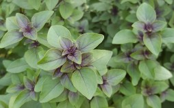 Read more about the article TULSI (HOLY BASIL) – OCIMUM SANCTUM: A PANACEA